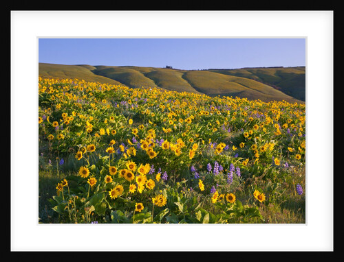 Wildflowers along hillside, Columbia River Gorge National Scenic Area, Oregon by Anonymous