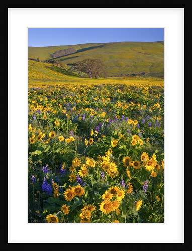 Wildflowers along hillside, Columbia River Gorge National Scenic Area, Oregon by Anonymous