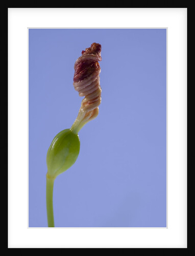 Iris flower by Anonymous