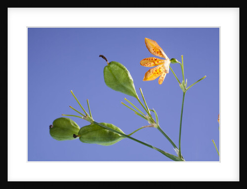 Back lit iris flower by Anonymous