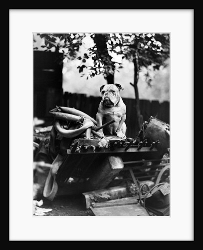 An English Bulldog perches on a junk pile, ca. 1930. by Anonymous