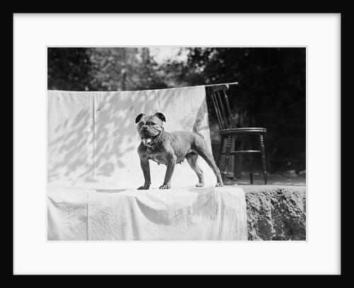 English Bulldog portrait, ca. 1930. by Anonymous