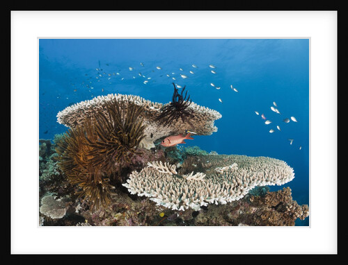 Coral Reef by Anonymous
