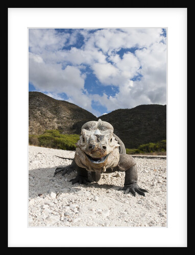 Rhinoceros Iguana (Cyclura cornuta) by Anonymous