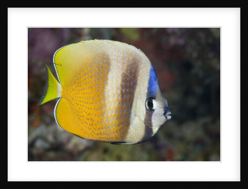 Klein's Butterflyfish (Chaetodon kleinii) by Anonymous