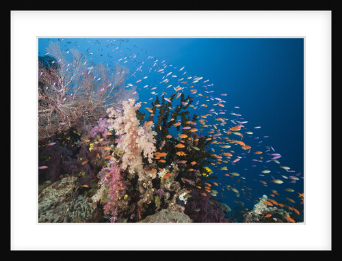 Lyretail Anthias (Pseudanthias squamipinnis) by Anonymous