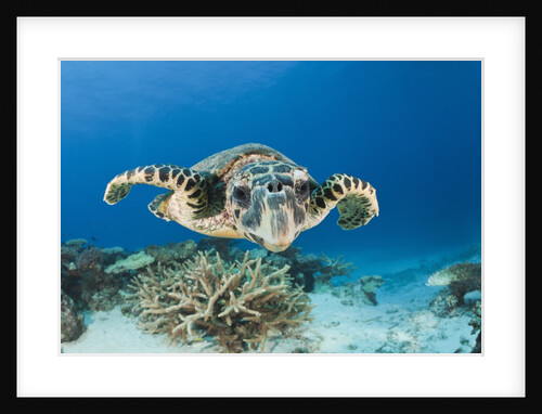 Hawksbill Turtle (Eretmochelys imbricata) by Anonymous