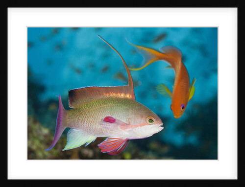 Lyretail Anthias (Pseudanthias squamipinnis) by Anonymous
