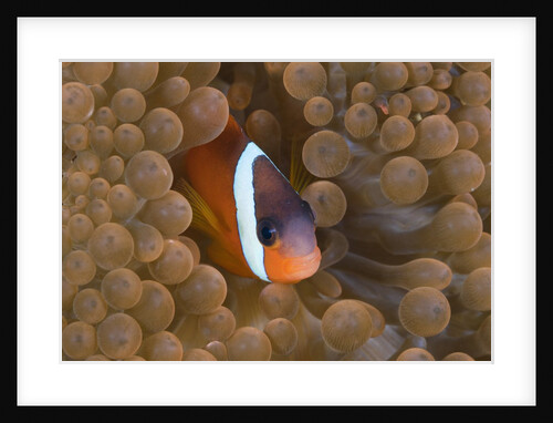 Tomato Anemonefish (Amphiprion frenatus) by Anonymous