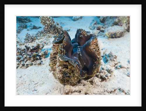 Giant Clam (Tridacna squamosa) by Anonymous