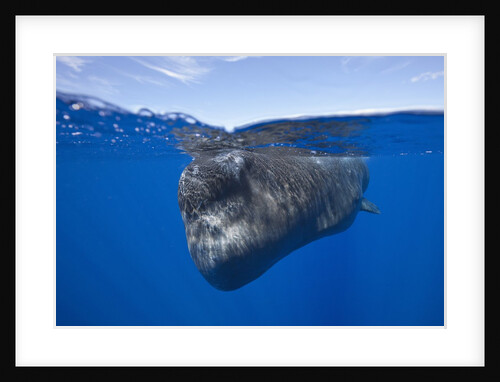 Sperm Whale (Physeter macrocephalus) by Anonymous