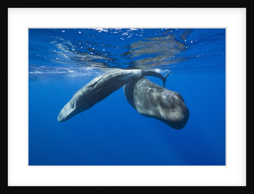 Sperm Whales (Physeter macrocephalus) by Anonymous