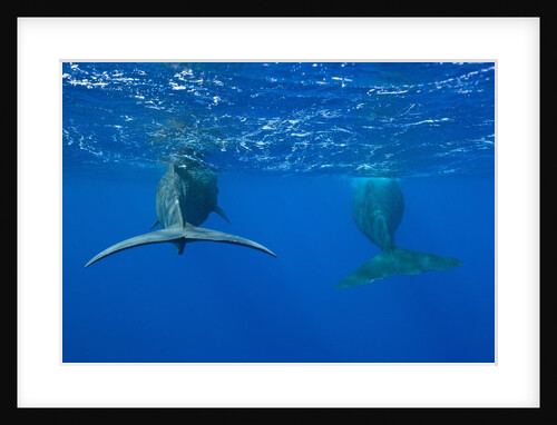 Sperm Whales (Physeter macrocephalus) by Anonymous