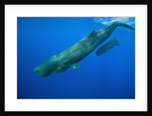 Sperm Whale Mother and Calf by Anonymous