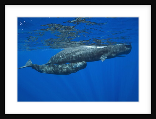 Sperm Whale Mother and Calf by Anonymous