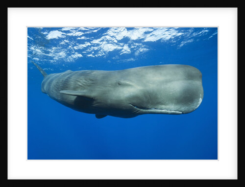 Sperm Whale (Physeter macrocephalus) by Anonymous