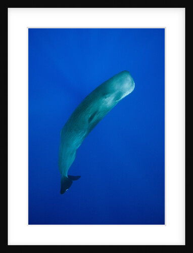 Sperm Whale (Physeter macrocephalus) by Anonymous