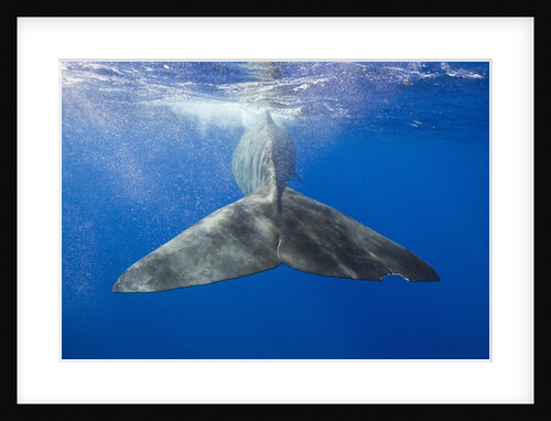 Sperm Whale Tail by Anonymous
