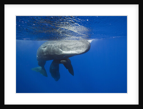 Sperm Whales (Physeter macrocephalus) by Anonymous