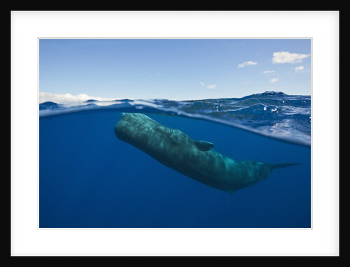 Sperm Whale (Physeter macrocephalus) by Anonymous