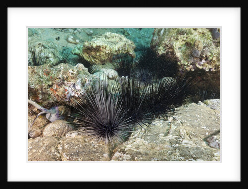 Long-spined Sea Urchins (Diadema antillarum) by Anonymous