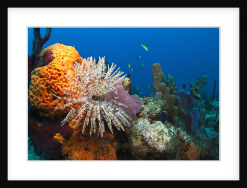 Fan Worm (Spirographis spallanzanii) and Sponges on a Coral Reef by Anonymous