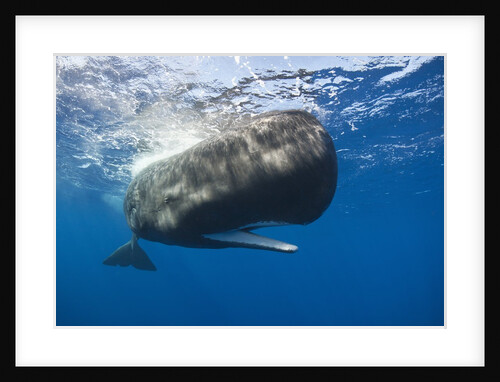 Sperm Whale (Physeter macrocephalus) by Anonymous