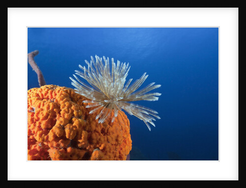 Fan Worm on red Sponge by Anonymous
