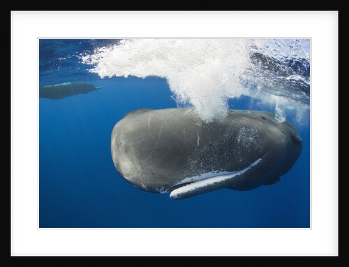 Sperm Whale (Physeter macrocephalus) by Anonymous