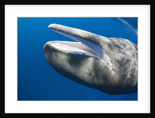 Sperm Whale head by Anonymous