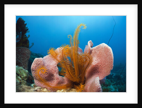 Sponge and Crinoid on a Coral Reef by Anonymous