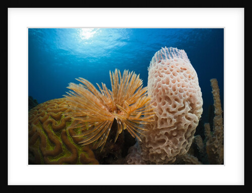 Fan Worm (Spirographis spallanzanii), Tube Sponge, and Brain Coral on a Coral Reef by Anonymous