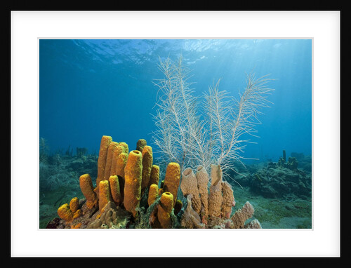 Yellow Tube Sponges in Coral Reef by Anonymous