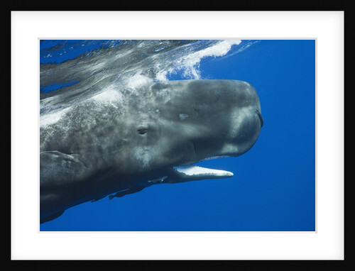 Sperm Whale head by Anonymous