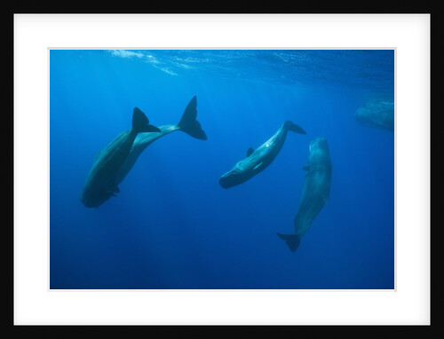 Social behavior of Sperm Whale by Anonymous