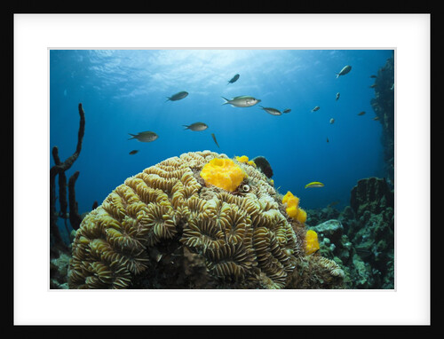 Caribbean Coral Reef by Anonymous