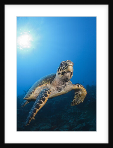 Hawksbill Turtle by Anonymous