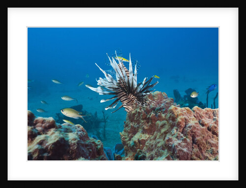 Invasive Lionfish by Anonymous