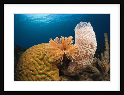 Caribbean Coral Reef by Anonymous