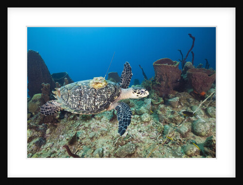 Hawksbill Turtle tagged with Transmitter by Anonymous