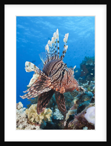 Lionfish (Pterois miles) by Anonymous