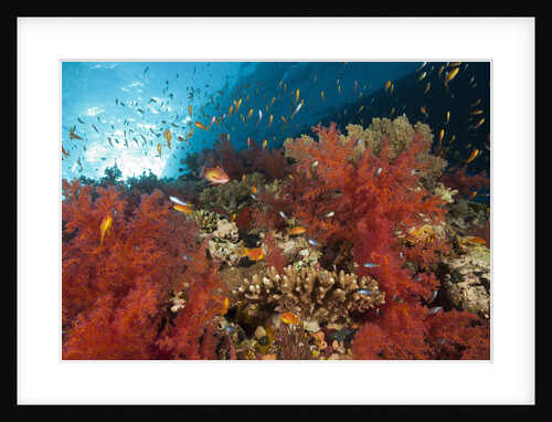 Red Soft Corals (Dendronephthya) by Anonymous