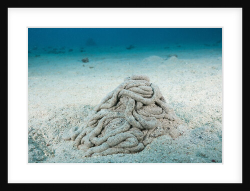Excrement from a Sea Cucumber (Holothuroidea) by Anonymous