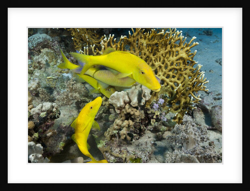 Goldspotted Goatfish (Parupeneus cyclostomus) by Anonymous