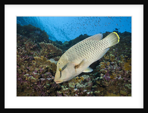 Napoleon Wrasse or Humphead Wrasse (Cheilinus undulatus) by Anonymous