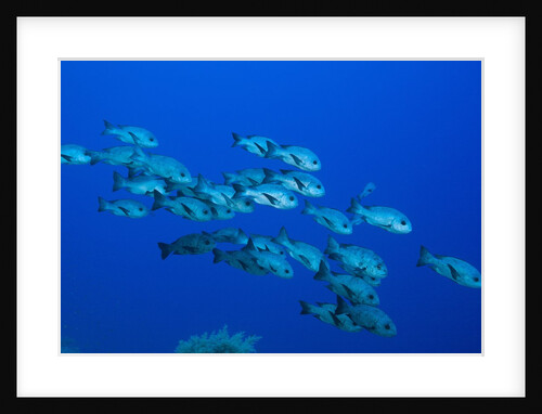 Black Snapper (Macolor niger) by Anonymous
