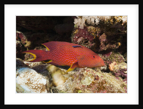 Lyretail Grouper (Variola louti) by Anonymous