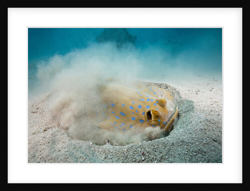 Bluespotted Ribbontail Stingray (Taeniura lymma) by Anonymous