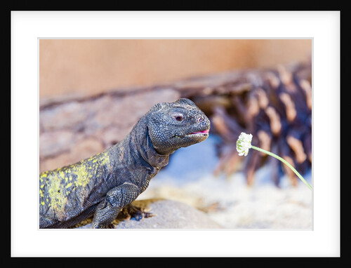 Uromastyx Lizard by Anonymous