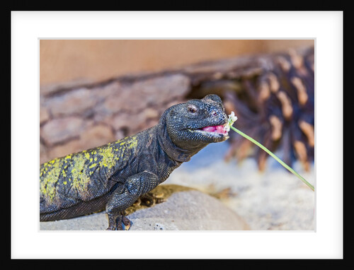 Uromastyx Lizard by Anonymous